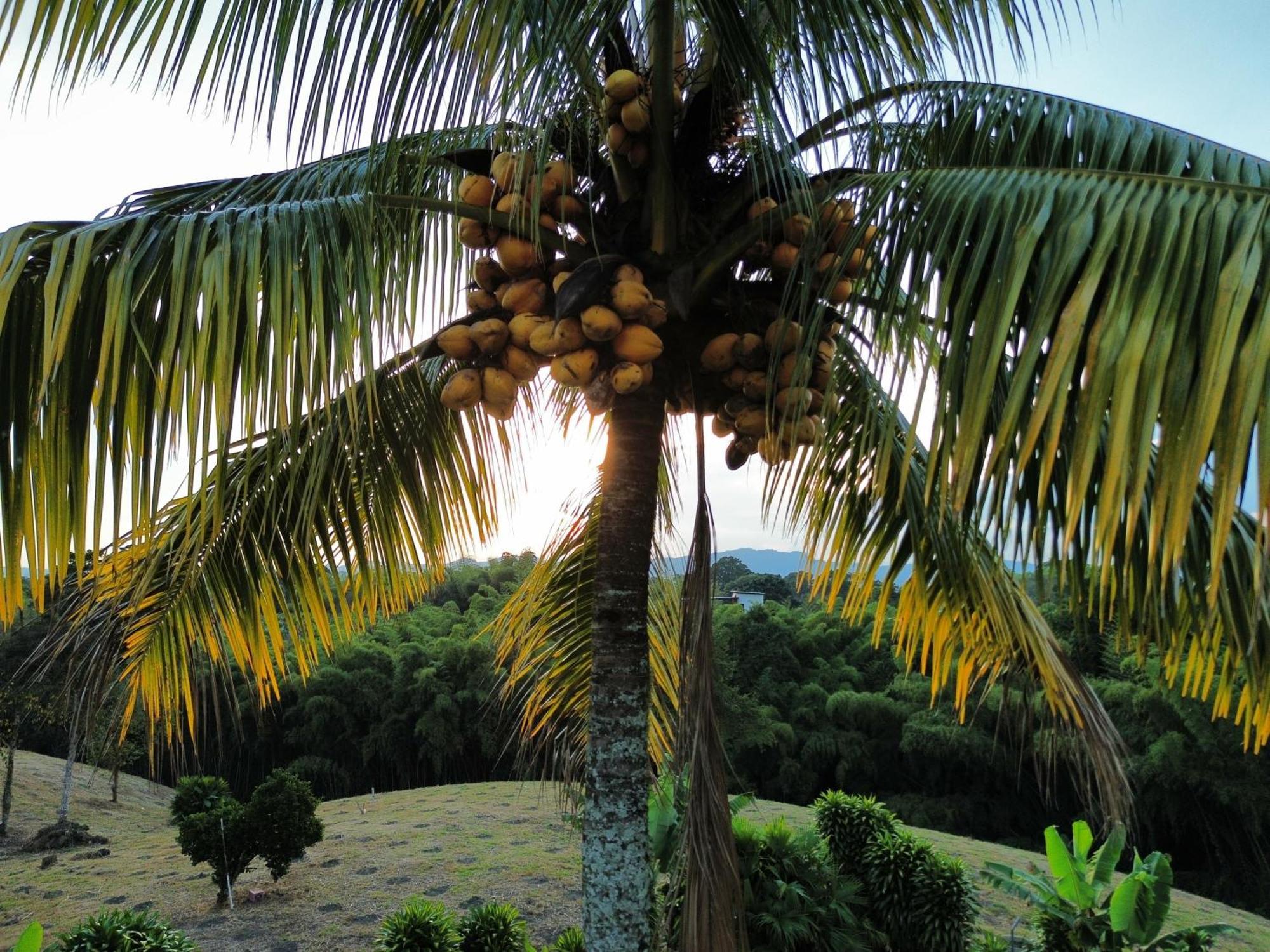 Finca Hotel Los Cocos Монтенегро Экстерьер фото